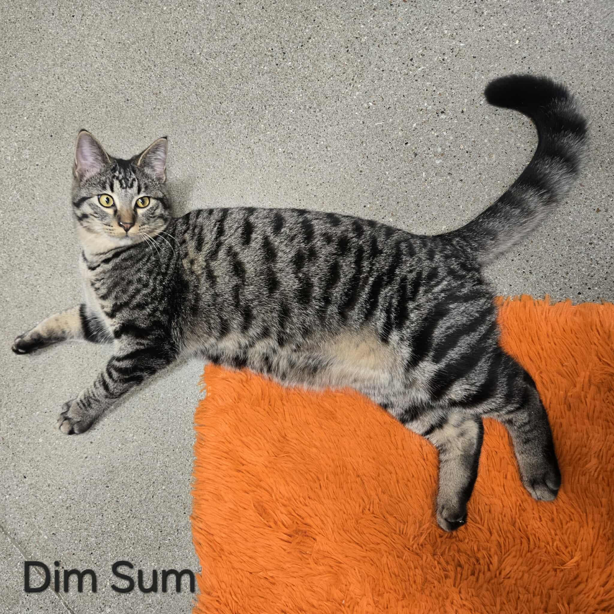 Dim Sum, a Adoptable Domestic Short Hair in Sedalia, MO image 4/5