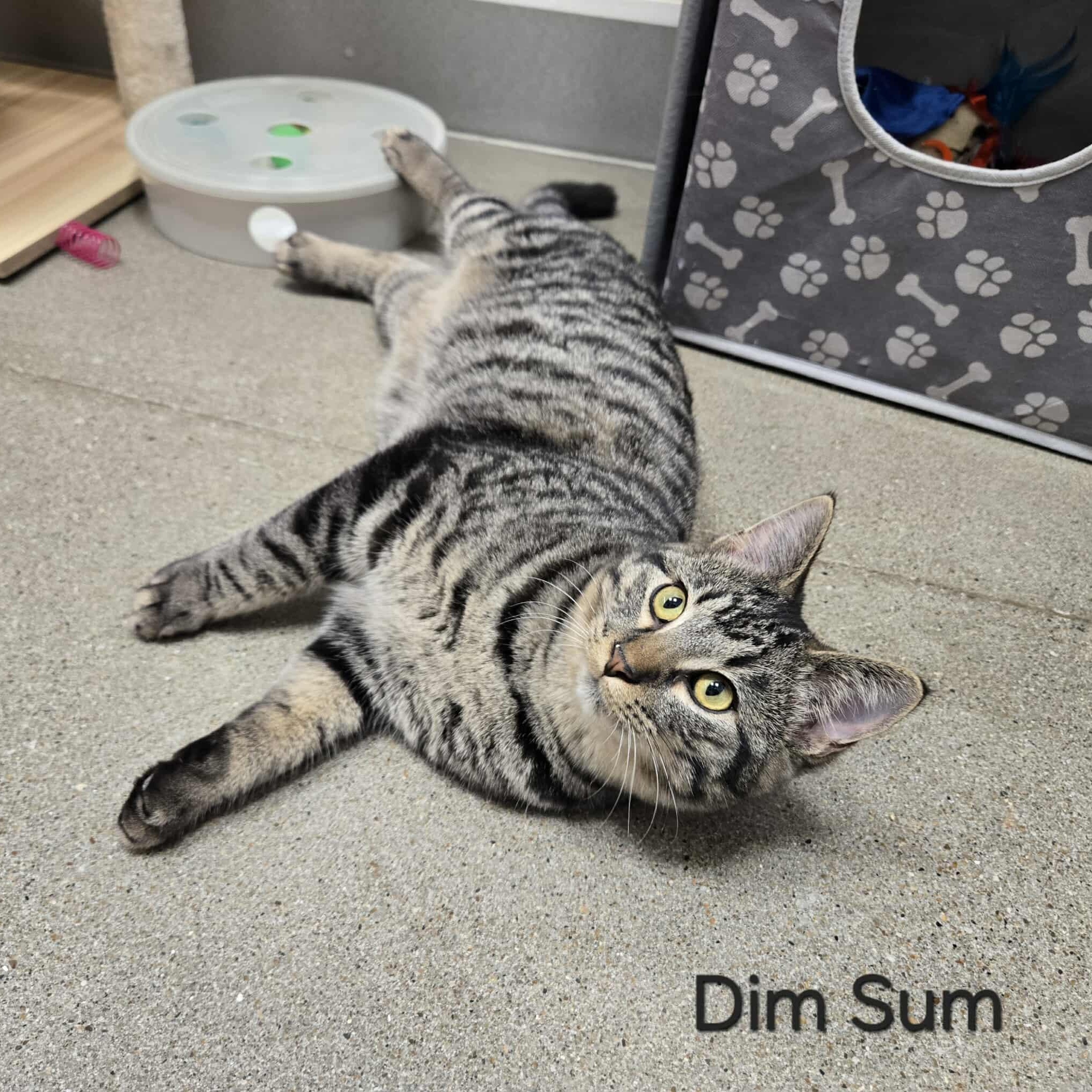 Dim Sum, a Adoptable Domestic Short Hair in Sedalia, MO image 2/5