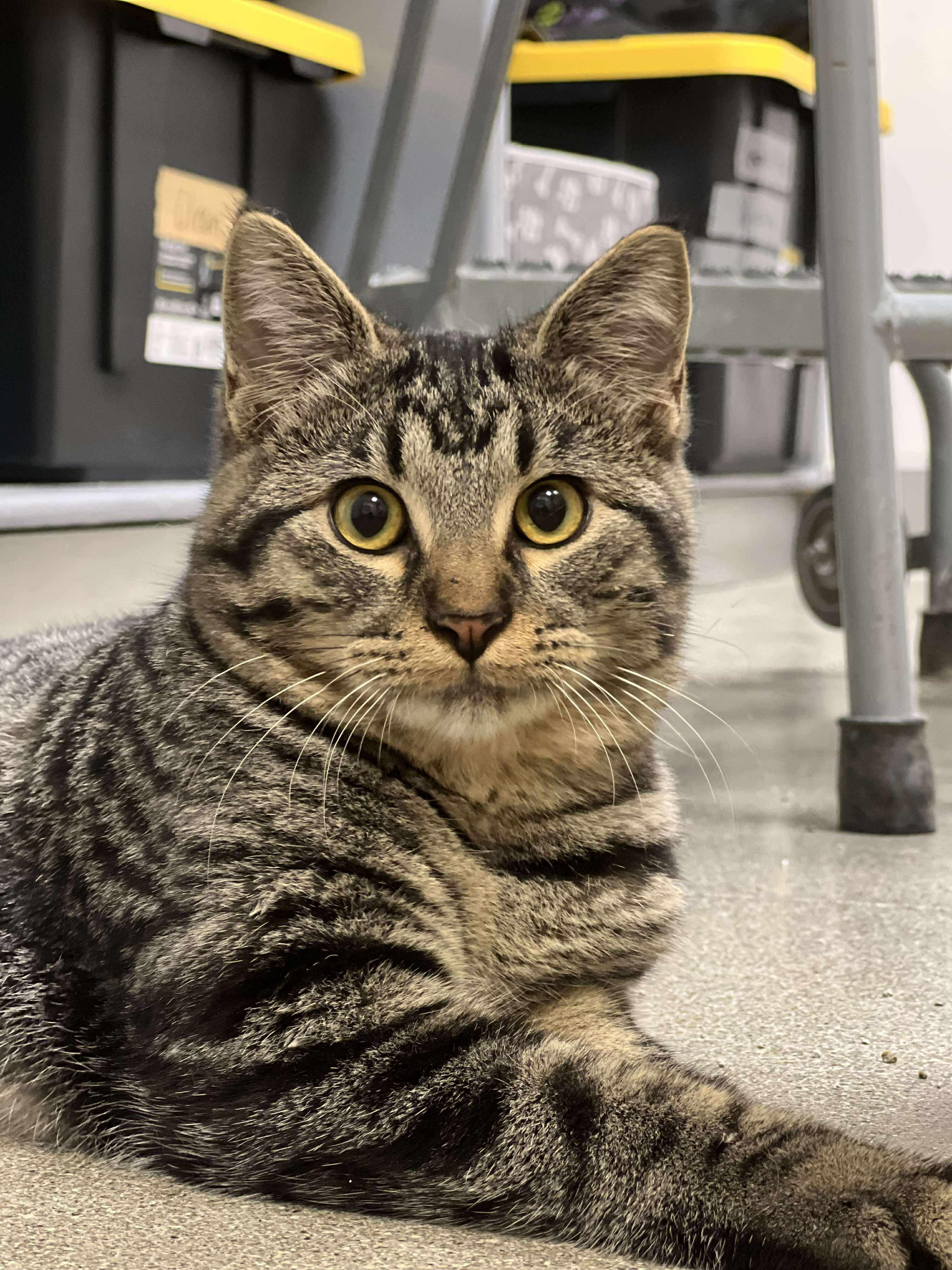 Dim Sum, a Adoptable Domestic Short Hair in Sedalia, MO image 1/5