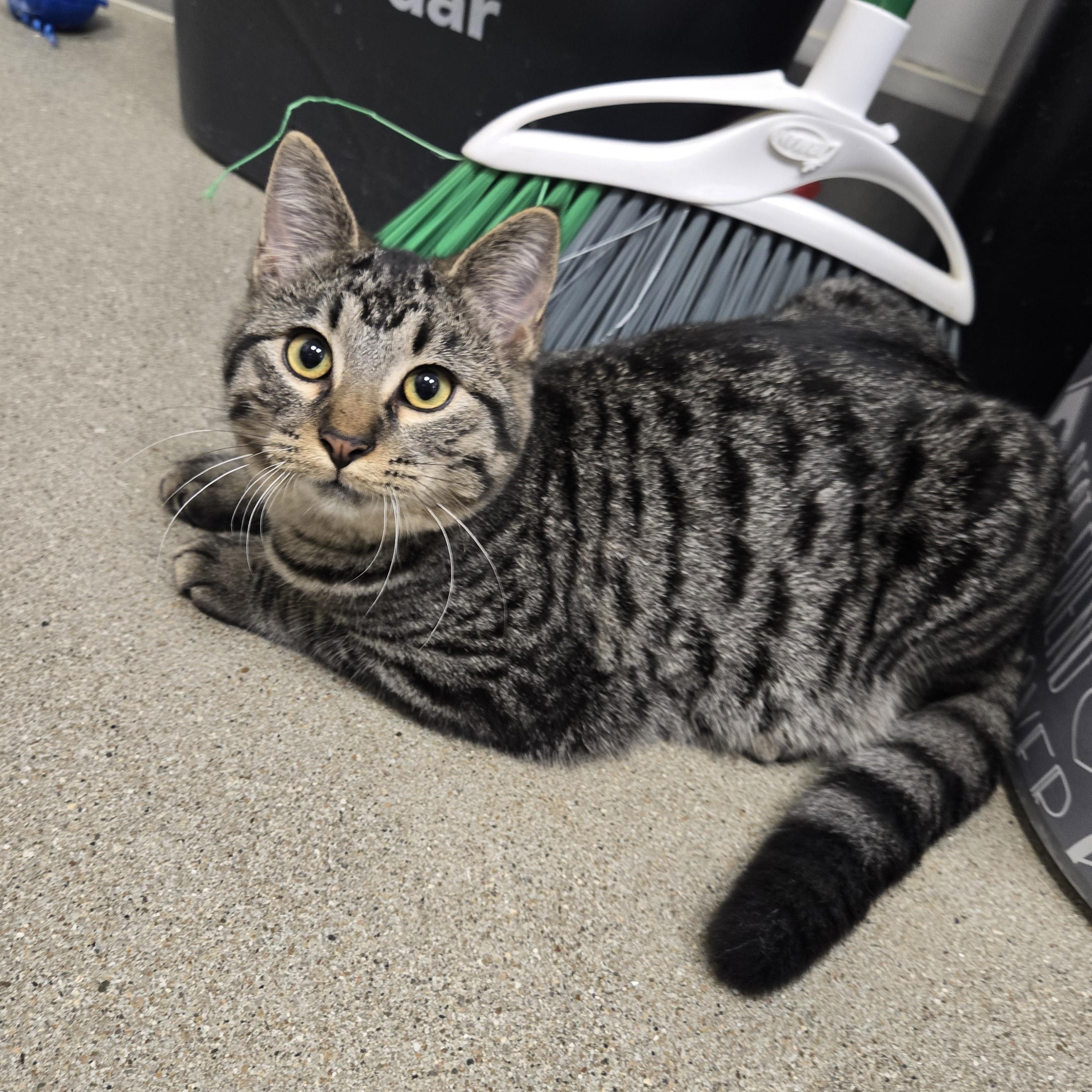 Dim Sum, a Adoptable Domestic Short Hair in Sedalia, MO image 3/5