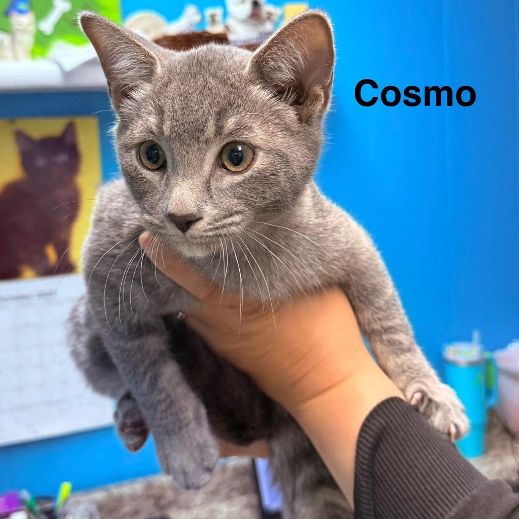 Enlarge Cosmo, a Adopted mixed breed in Utica, MI image 1/1