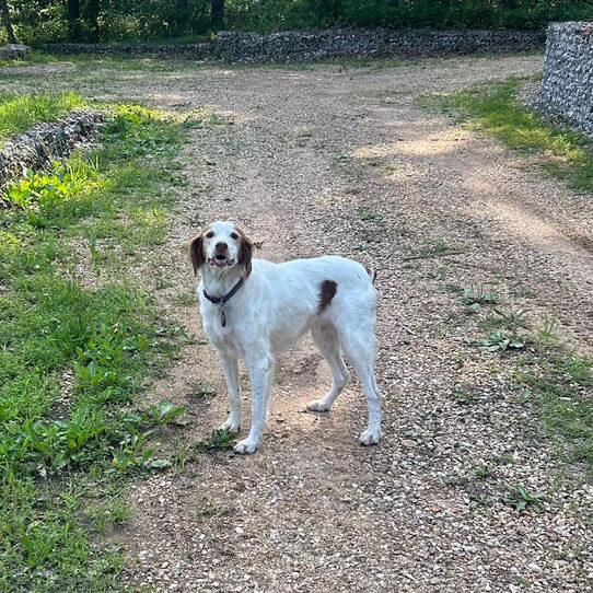 JR - #20038883   MO, Senior Female Brittany Spaniel