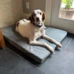Enlarge JR - #20038883   MO, a Adoptable Brittany Spaniel in Sugar Grove, IL image 2/4