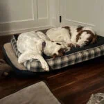 Enlarge JR - #20038883   MO, a Adoptable Brittany Spaniel in Sugar Grove, IL image 3/4