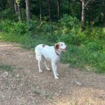 Enlarge JR - #20038883   MO, a Adoptable Brittany Spaniel in Sugar Grove, IL image 4/4