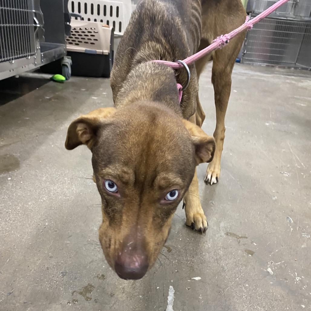 Enlarge Lilith, a Adoptable Mixed Breed in Corbin, KY image 1/4