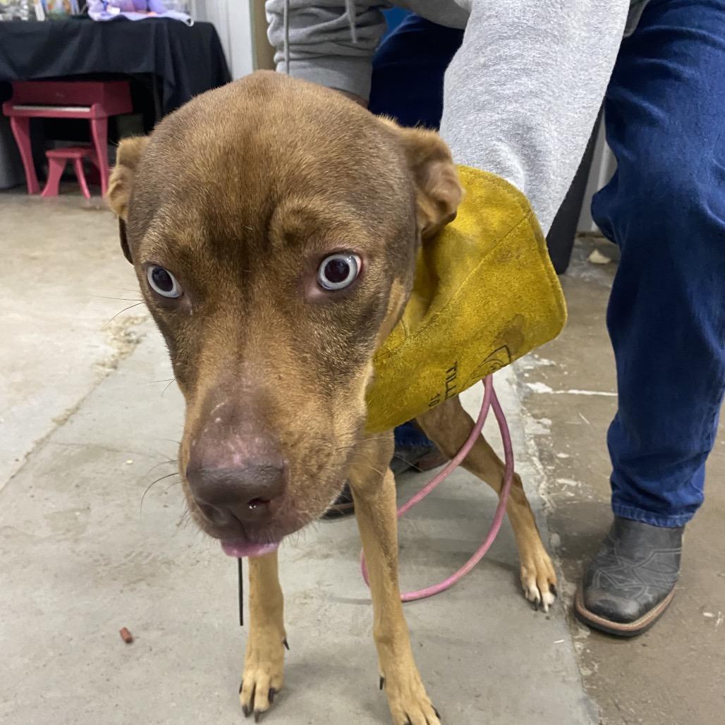 Enlarge Lilith, a Adoptable Mixed Breed in Corbin, KY image 2/4