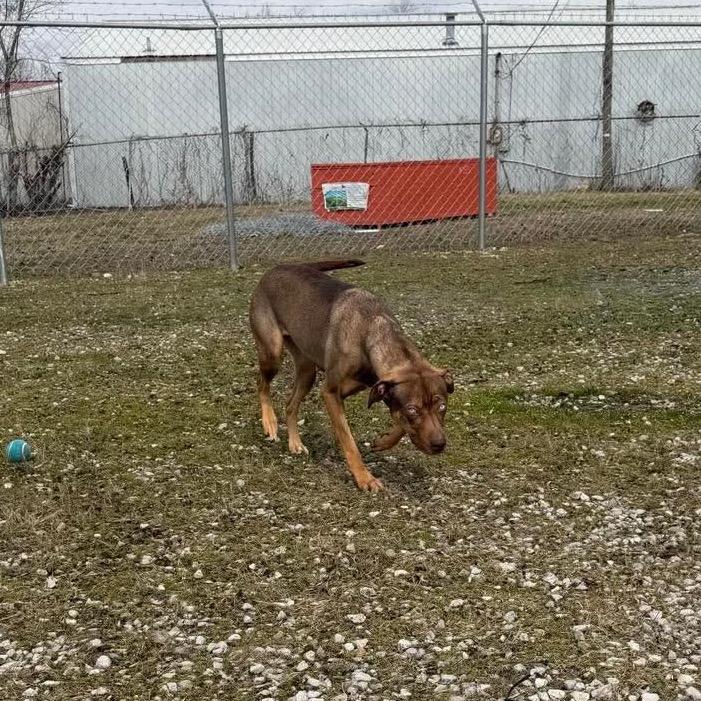 Enlarge Lilith, a Adoptable Mixed Breed in Corbin, KY image 1/6