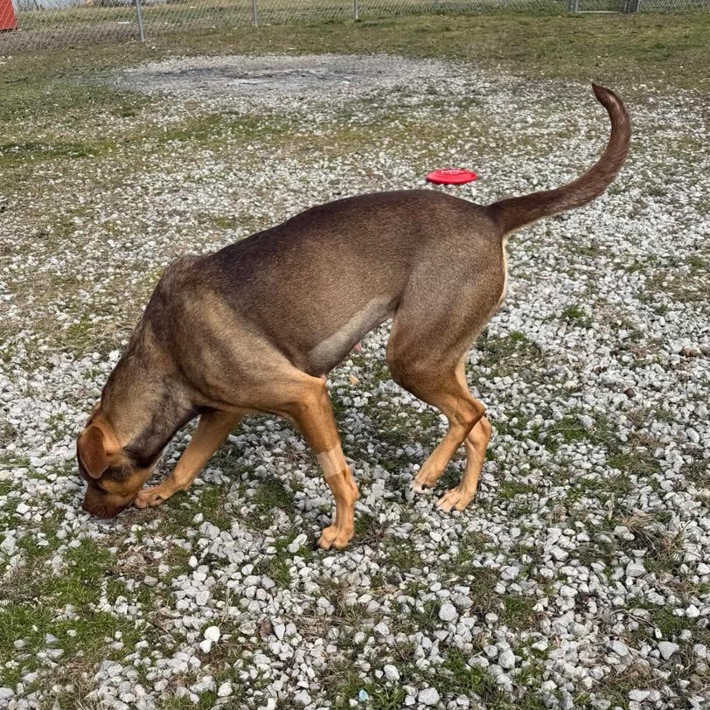 Enlarge Lilith, a Adoptable Mixed Breed in Corbin, KY image 2/6