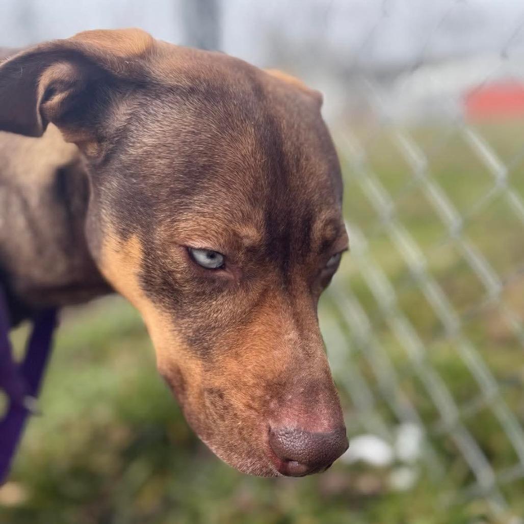 Enlarge Lilith, a Adoptable Mixed Breed in Corbin, KY image 3/6