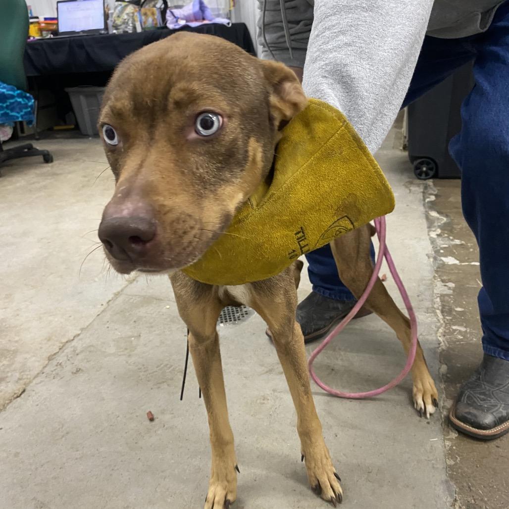 Enlarge Lilith, a Adoptable Mixed Breed in Corbin, KY image 3/4