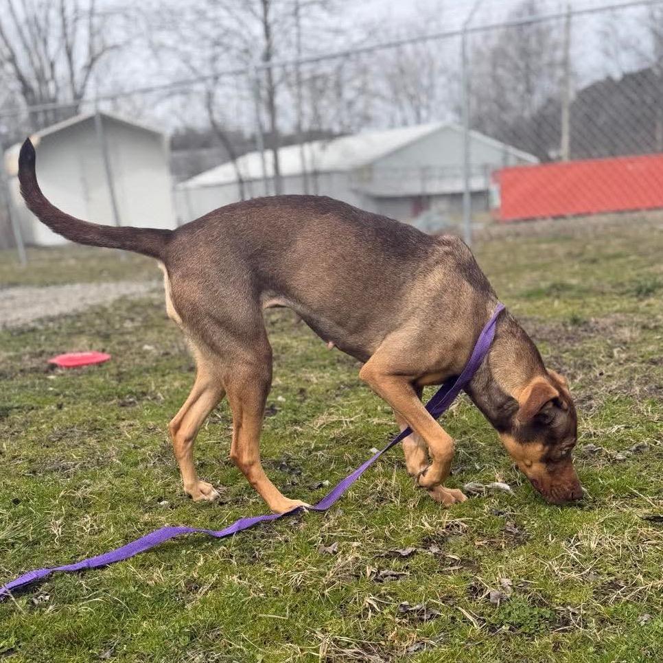 Enlarge Lilith, a Adoptable Mixed Breed in Corbin, KY image 4/6