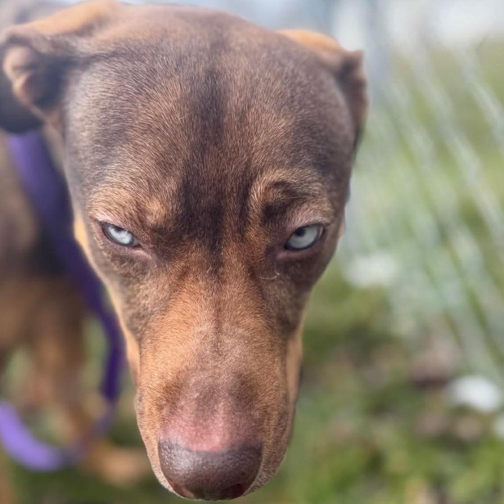 Enlarge Lilith, a Adoptable Mixed Breed in Corbin, KY image 5/6