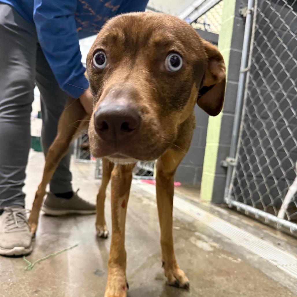 Enlarge Lilith, a Adoptable Mixed Breed in Corbin, KY image 4/4