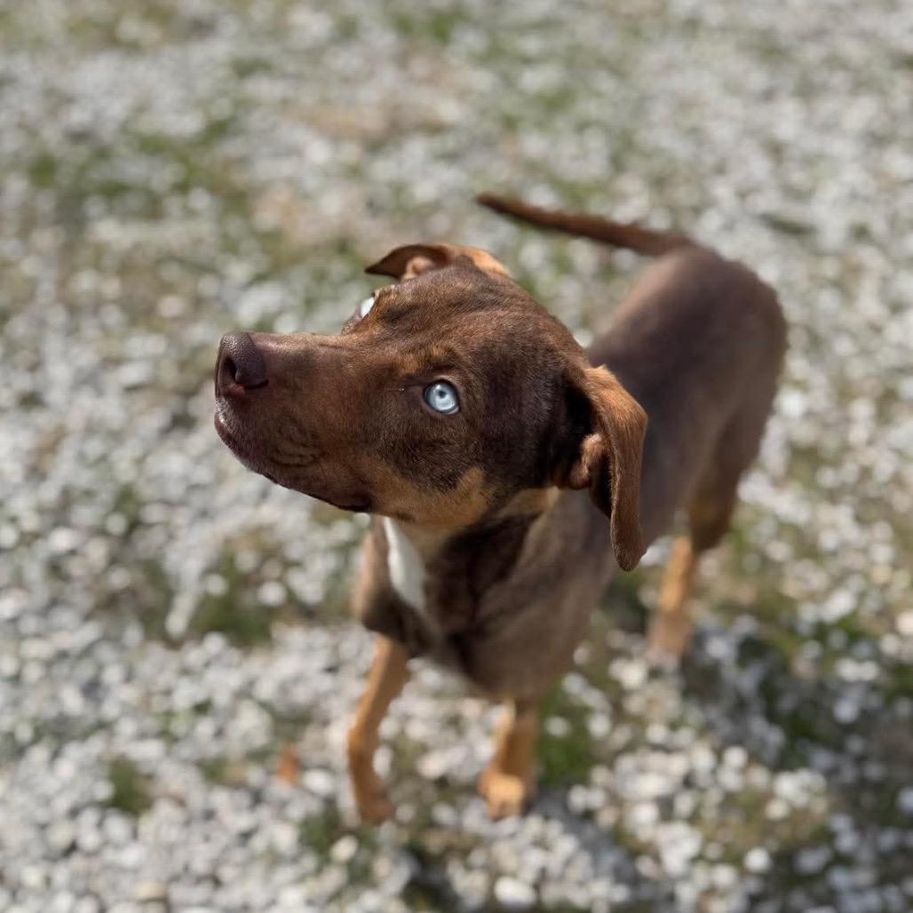 Enlarge Lilith, a Adoptable Mixed Breed in Corbin, KY image 6/6