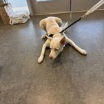 Enlarge Colton 60304665, a ADOPTABLE Siberian Husky in Harvey , LA image 1/2