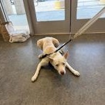 Enlarge Colton 60304665, a ADOPTABLE Siberian Husky in Harvey , LA image 2/2