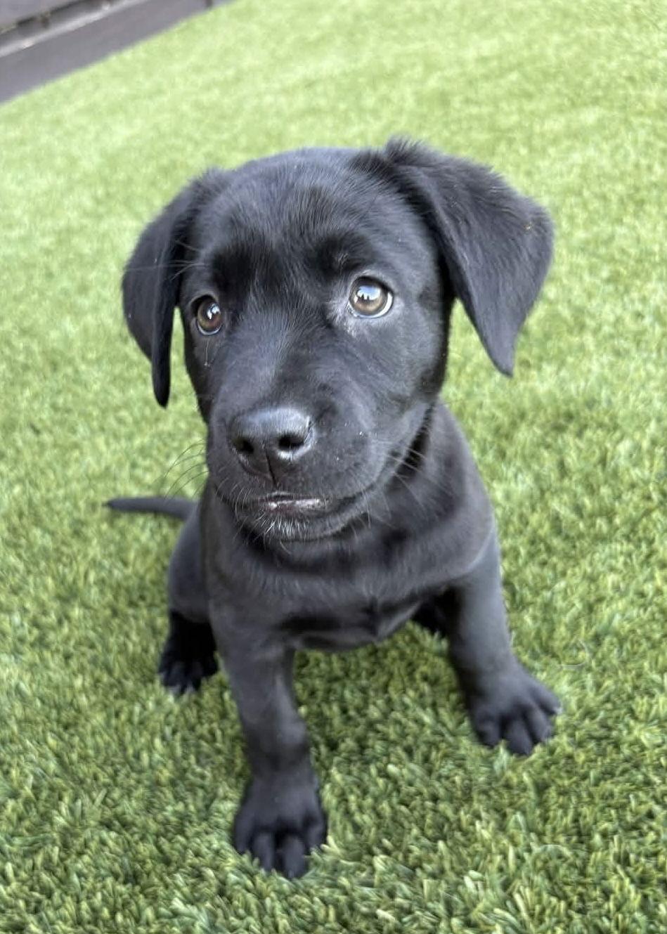 Coal, Adoptable, Young Female Labrador Retriever.