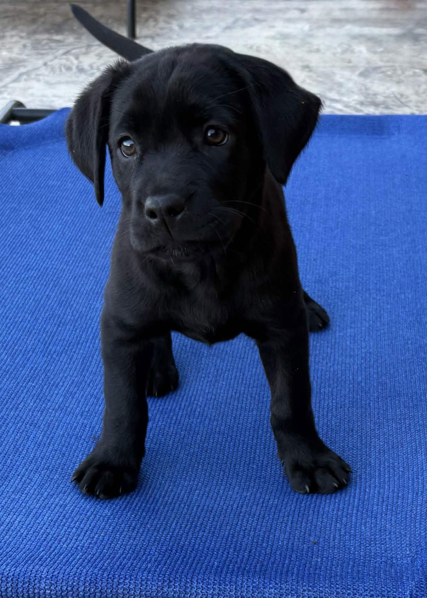 Enlarge Coal, a Adoptable Labrador Retriever in Fort Worth, TX image 2/3