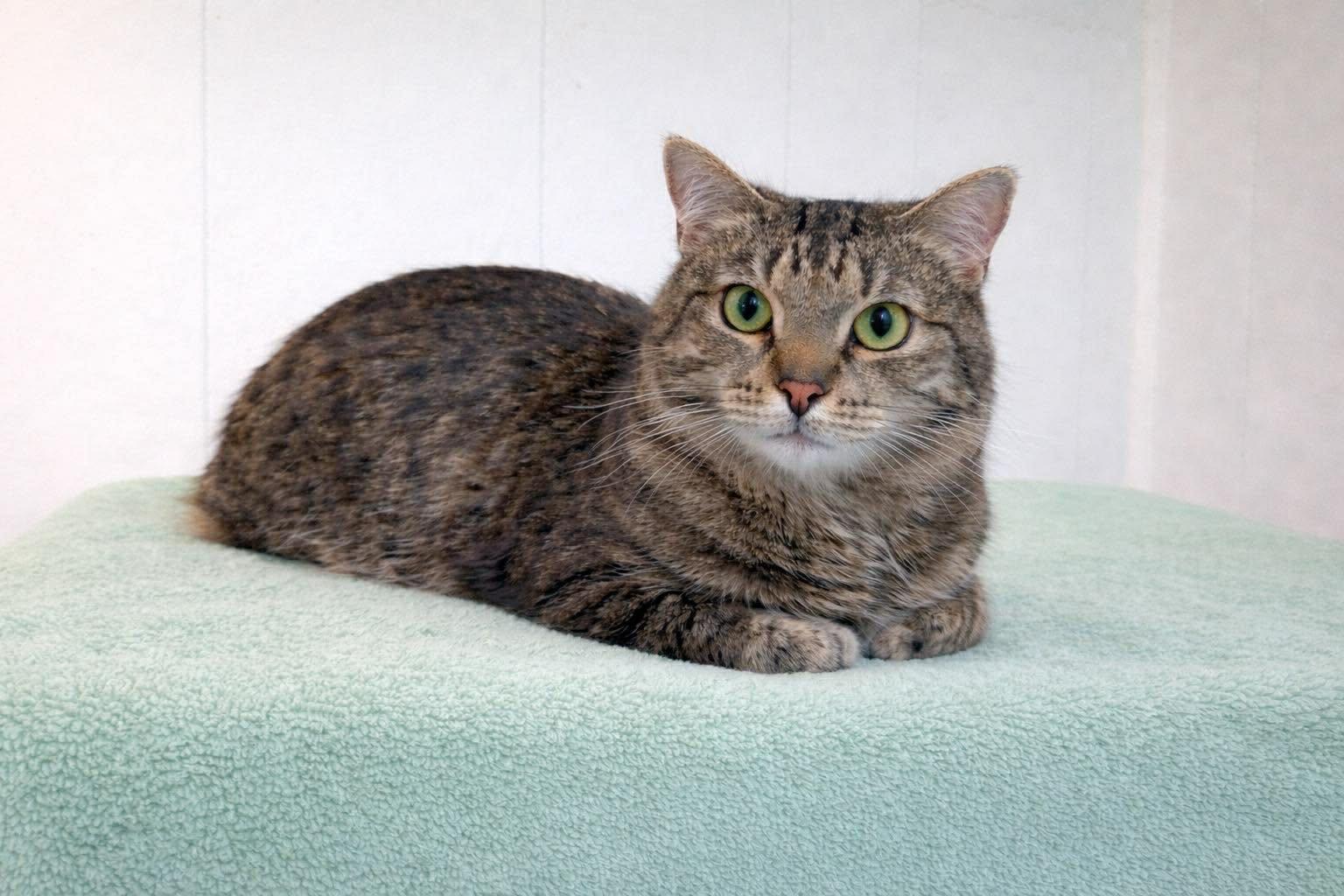 Enlarge Alice (Declawed), an adopted Tabby in Millington, TN image 1/1