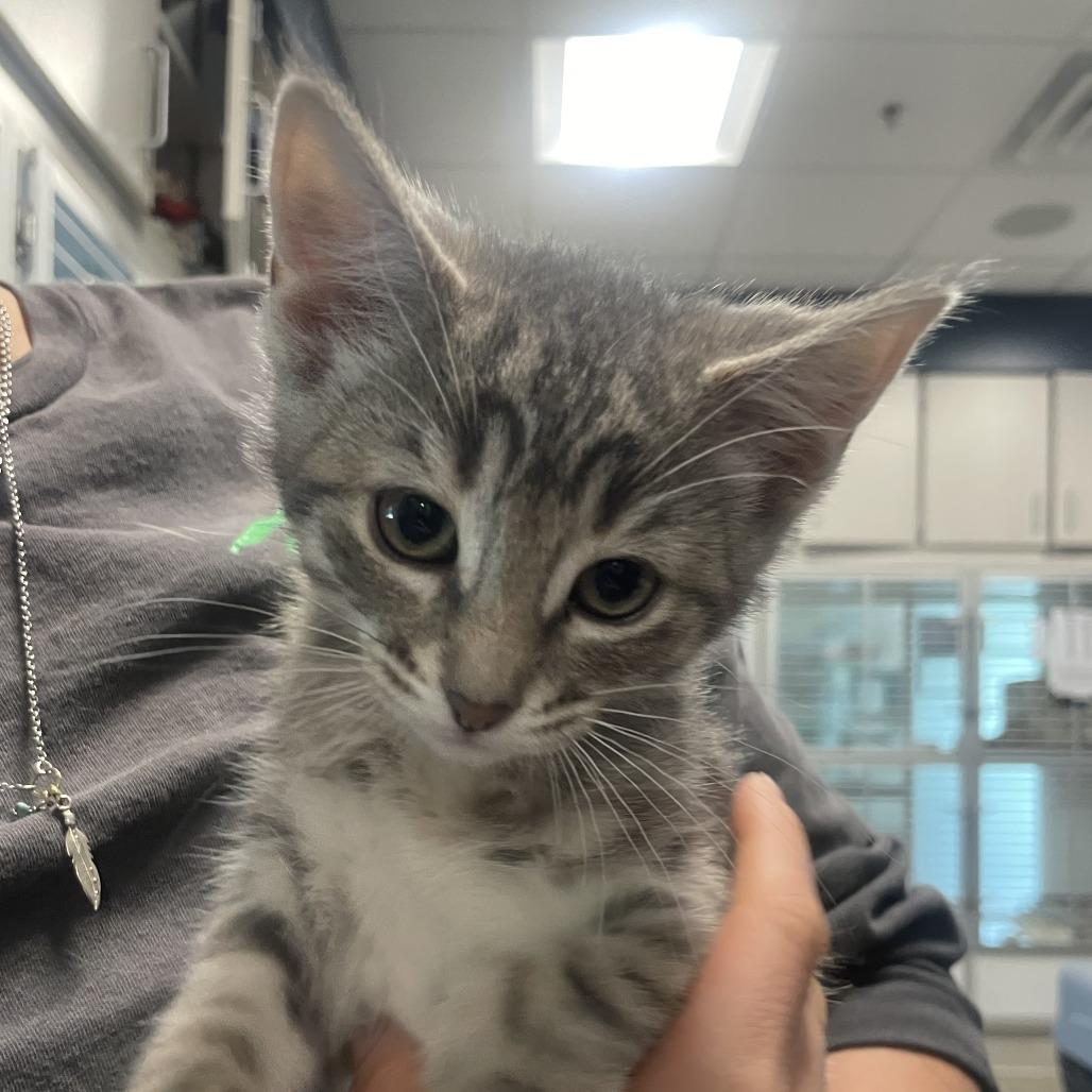 Mika, Adoptable, Kitten Female Domestic Short Hair.