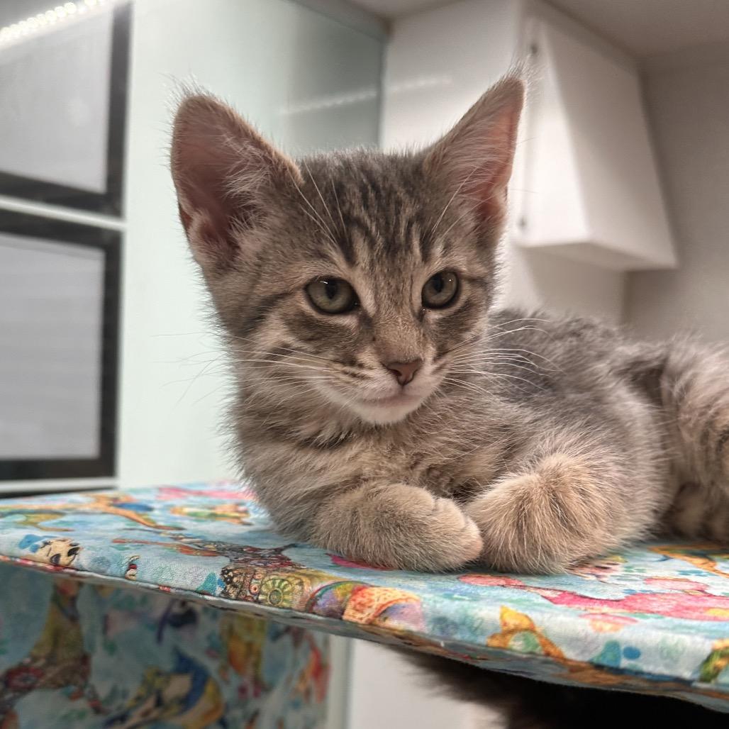 Mika, a Adoptable Domestic Short Hair in Hailey, ID image 2/4
