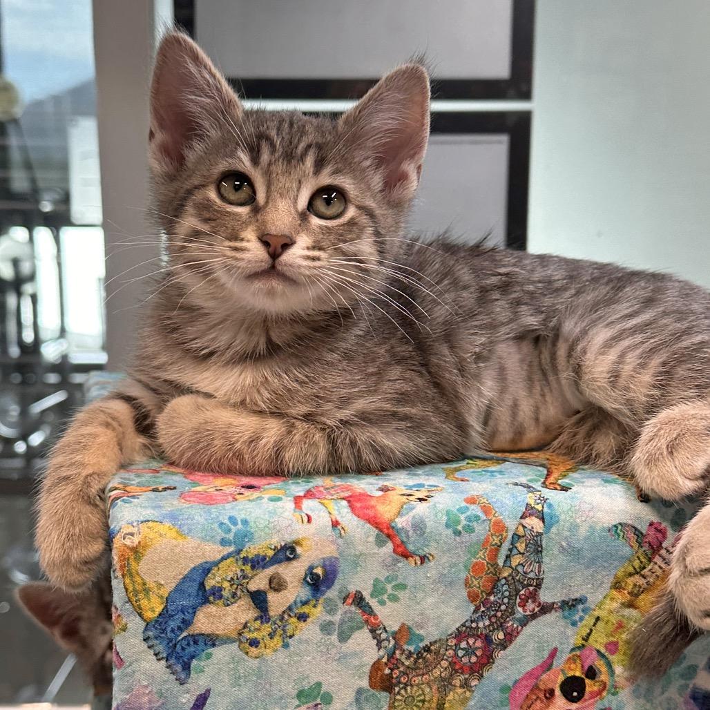 Mika, a Adoptable Domestic Short Hair in Hailey, ID image 3/4