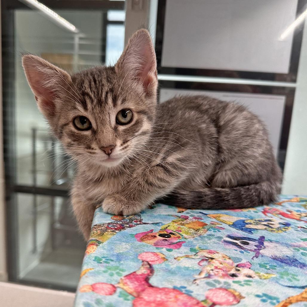 Mika, a Adoptable Domestic Short Hair in Hailey, ID image 4/4