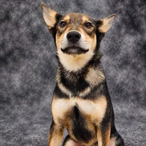 Raquelle, Adoptable, Puppy Female Shepherd.