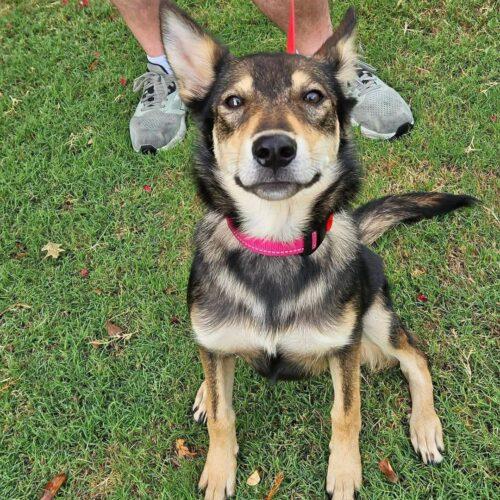 Enlarge Raquelle, a Adoptable Shepherd in Broken Arrow, OK image 2/6