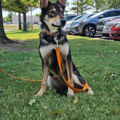 Enlarge Raquelle, a Adoptable Shepherd in Broken Arrow, OK image 3/6