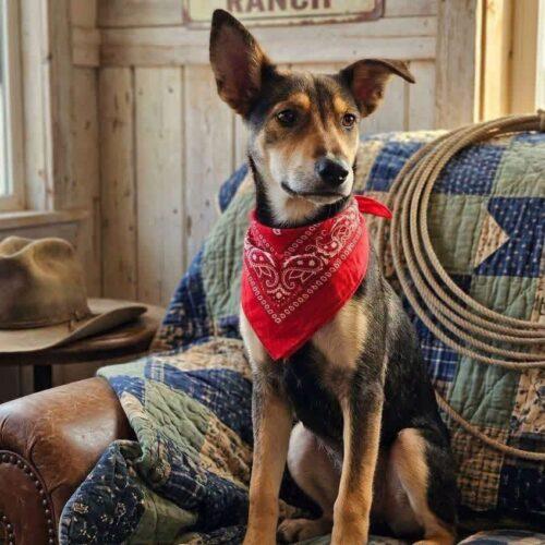Enlarge Raquelle, a Adoptable Shepherd in Broken Arrow, OK image 4/6