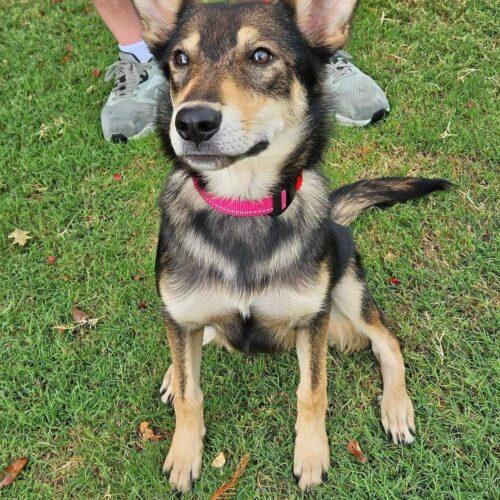 Enlarge Raquelle, a Adoptable Shepherd in Broken Arrow, OK image 5/6