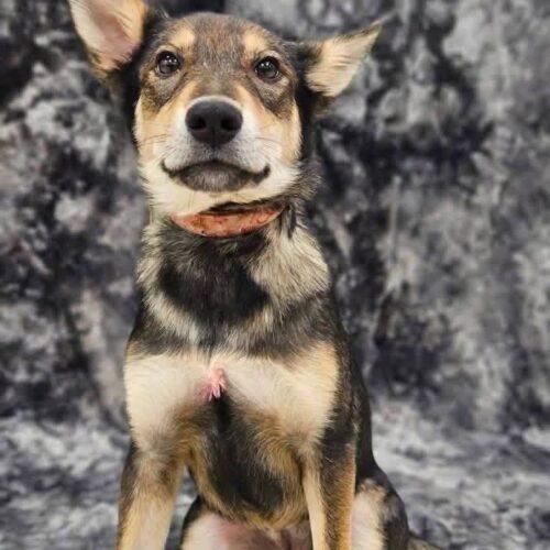 Enlarge Raquelle, a Adoptable Shepherd in Broken Arrow, OK image 6/6
