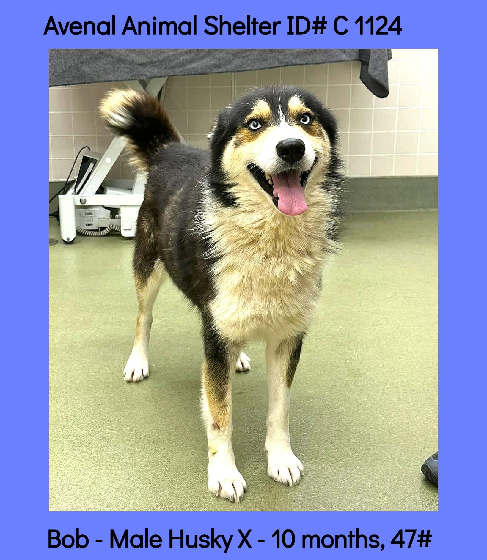 Bob, ADOPTABLE, Young Male Husky.