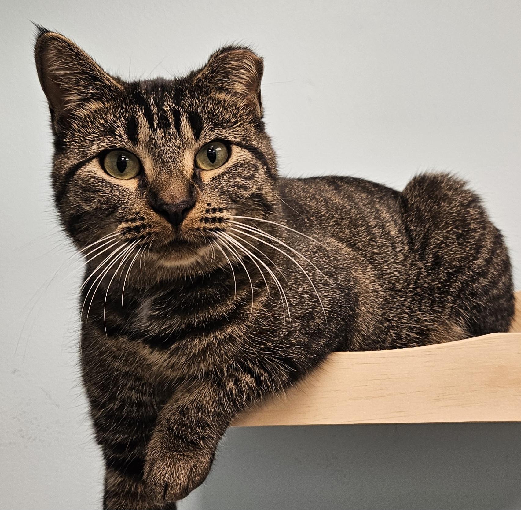 Patsy Cline, a Adoptable Domestic Short Hair in Washburn, WI image 2/2