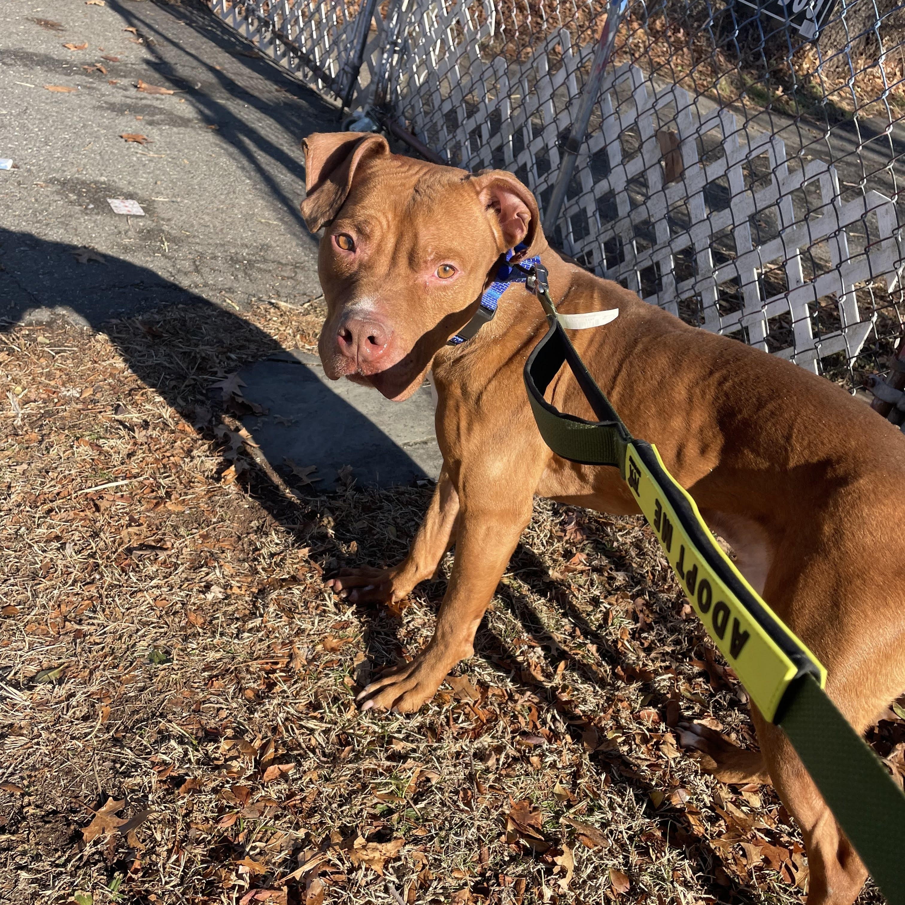 Enlarge Reese, a ADOPTABLE Mixed Breed in East Orange, NJ image 2/3