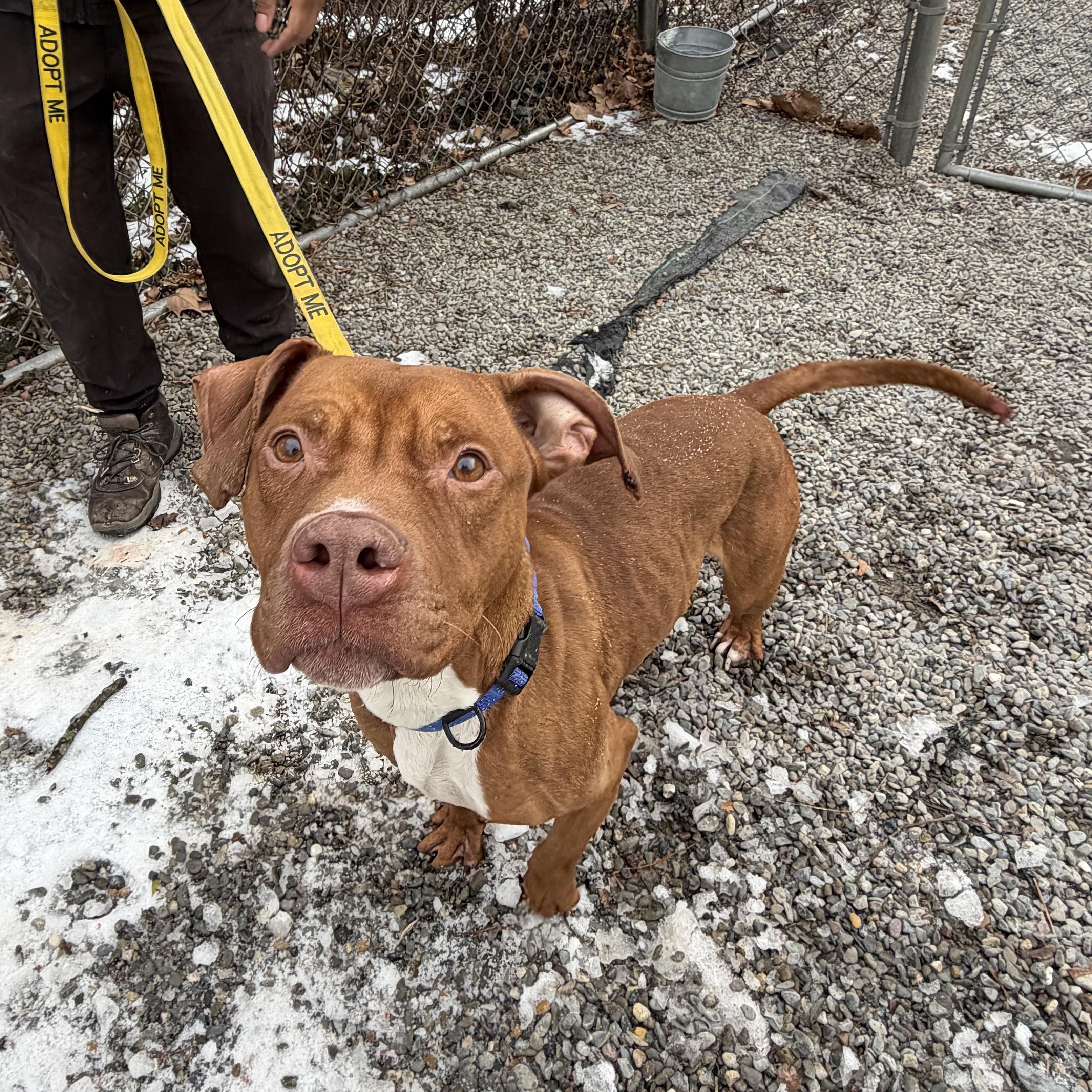 Enlarge Reese, a ADOPTABLE Mixed Breed in East Orange, NJ image 1/3