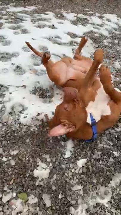 Enlarge Reese, a ADOPTABLE Mixed Breed in East Orange, NJ video 3/3