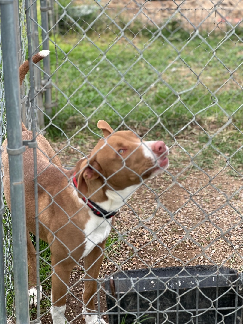 Enlarge Bunny, a Adoptable Terrier in Lubbock, TX image 4/6