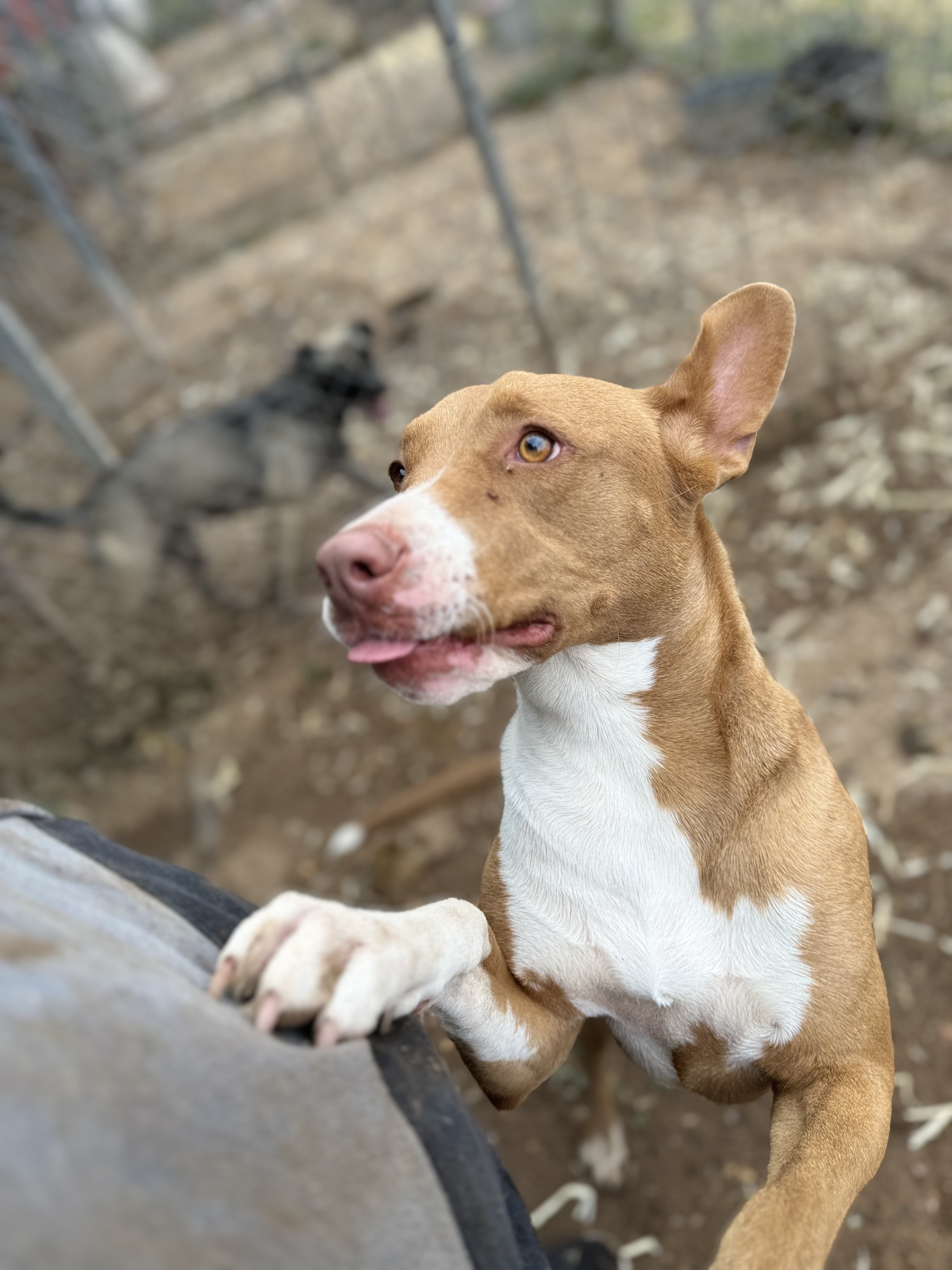 Enlarge Bunny, a Adoptable Terrier in Lubbock, TX image 1/6