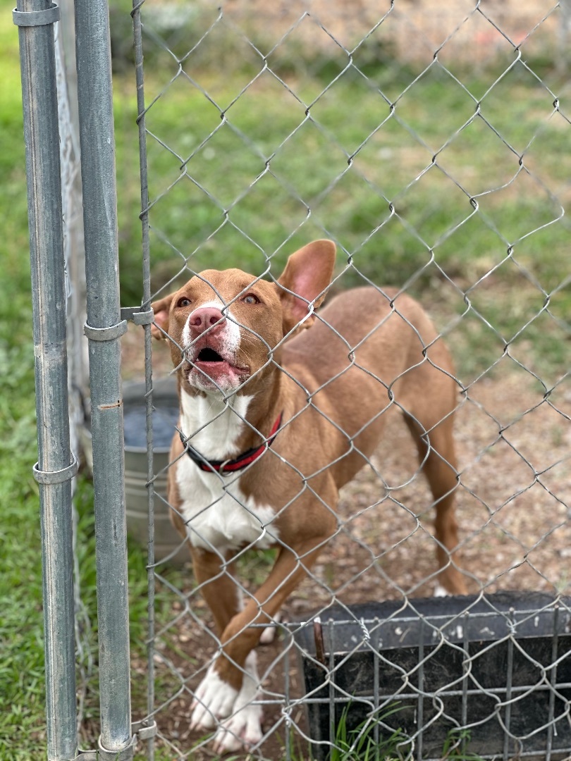 Bunny — thumbnail 3