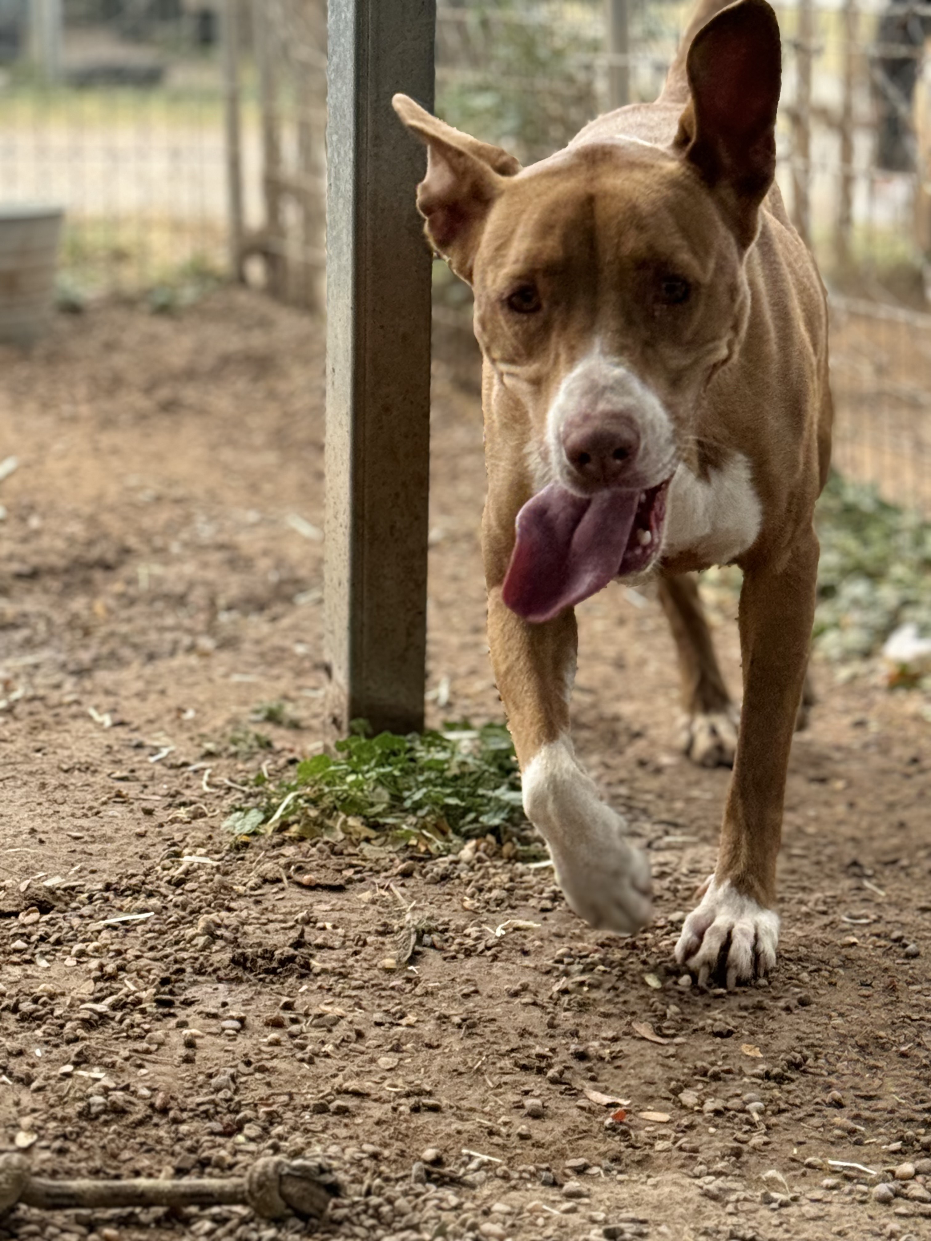 Enlarge Bunny, a Adoptable Terrier in Lubbock, TX image 5/6