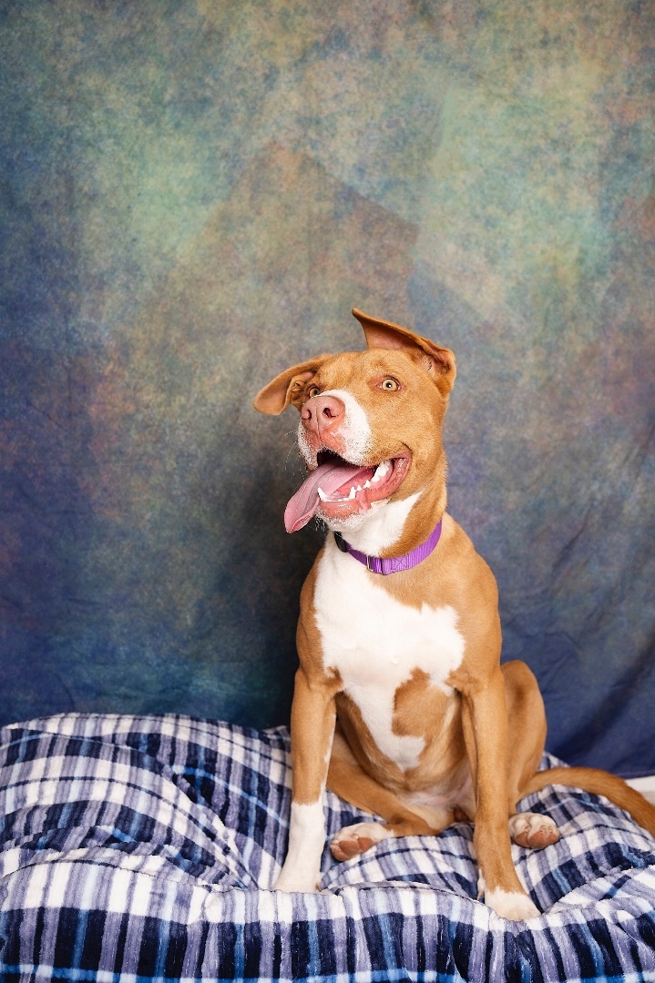 Enlarge Bunny, a Adoptable Terrier in Lubbock, TX image 2/6