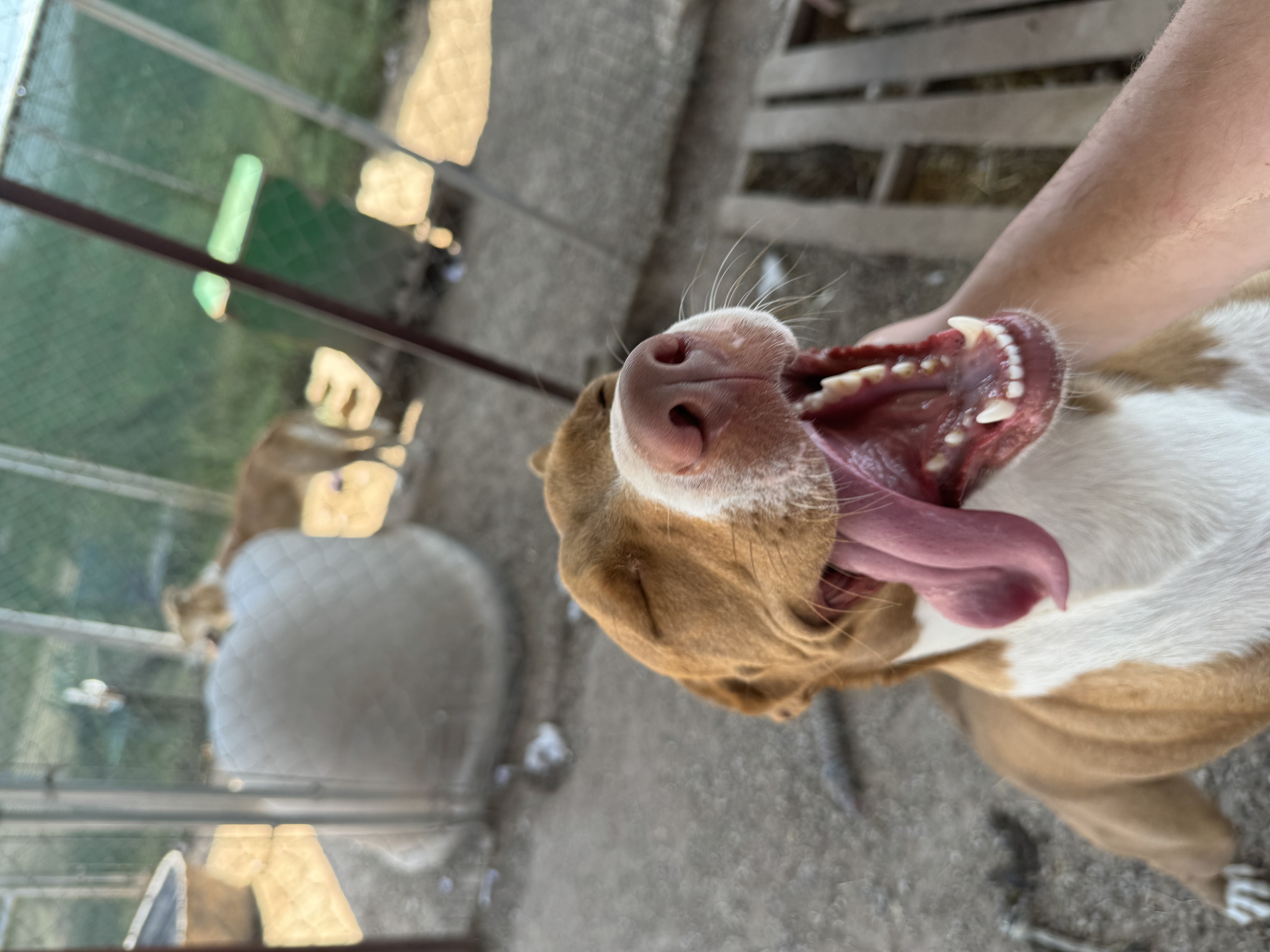 Enlarge Bunny, a Adoptable Terrier in Lubbock, TX image 3/6