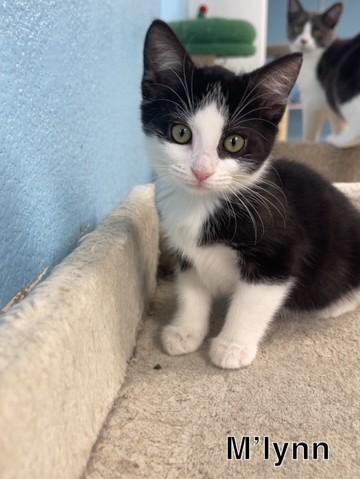 M'Lynn, Adoptable, Kitten Female Domestic Short Hair.
