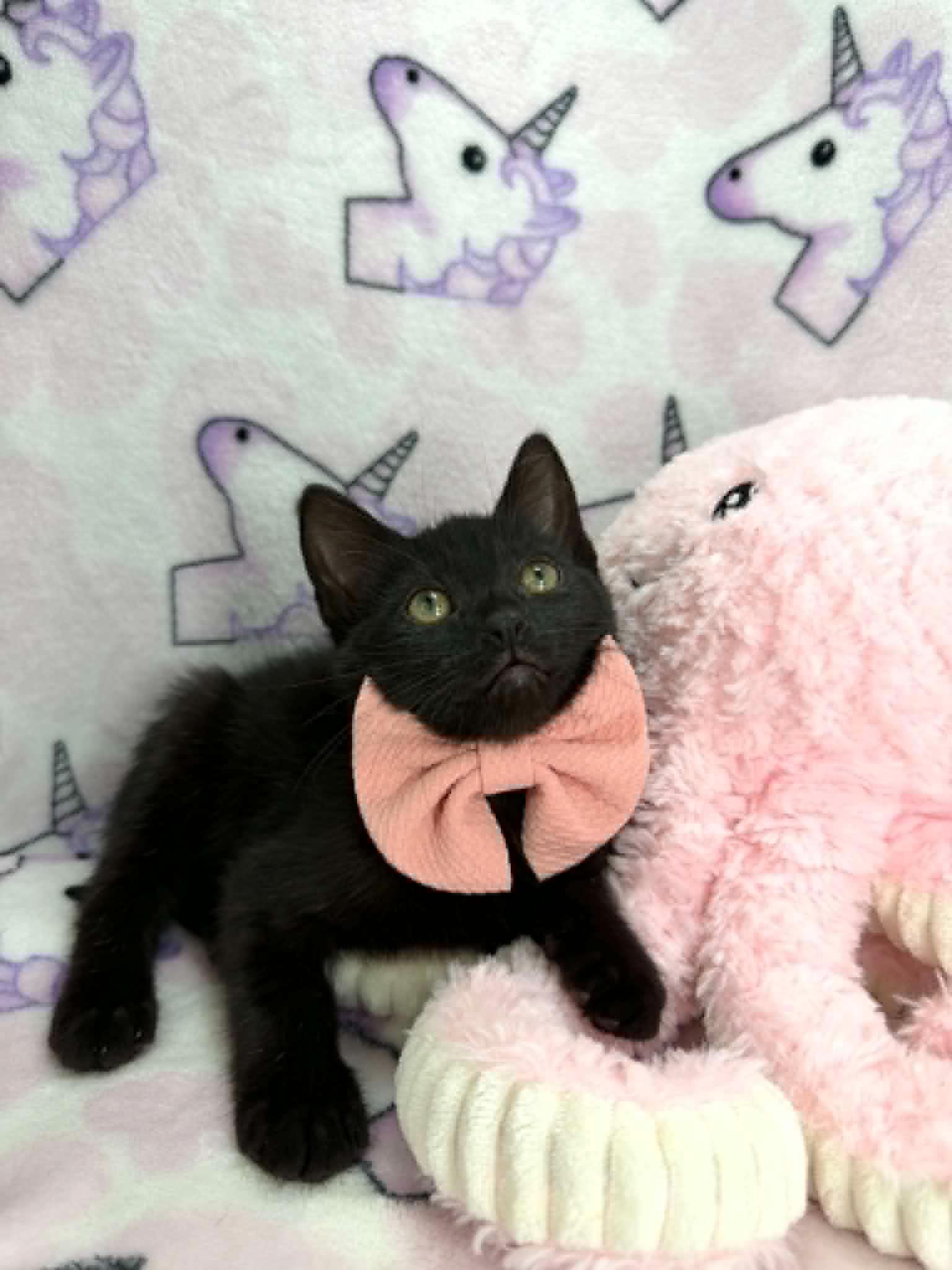 Eliza, Adoptable, Young Female Domestic Short Hair.