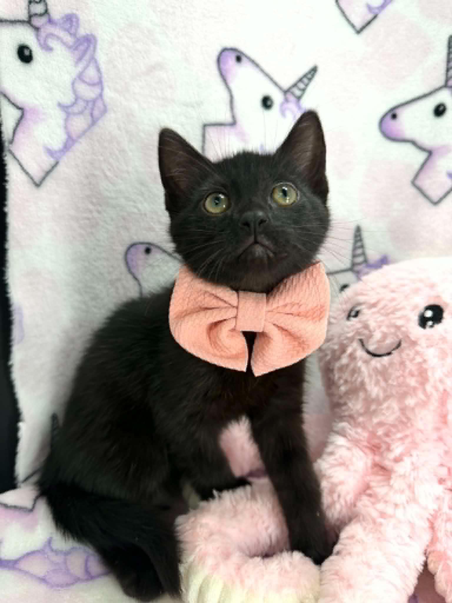 Eliza, a Adoptable Domestic Short Hair in Tavares, FL image 2/3