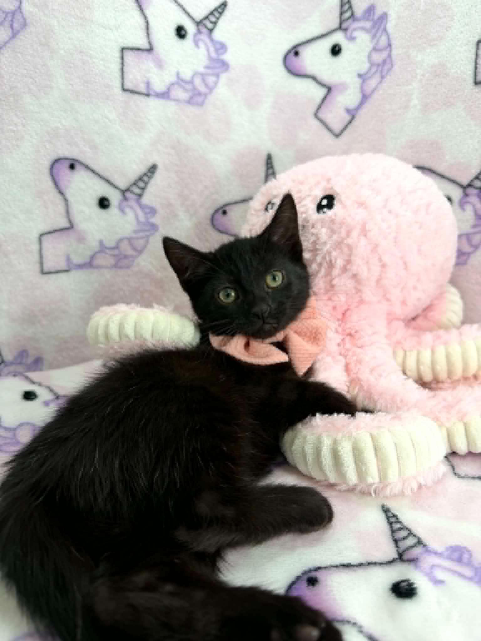 Eliza, a Adoptable Domestic Short Hair in Tavares, FL image 3/3