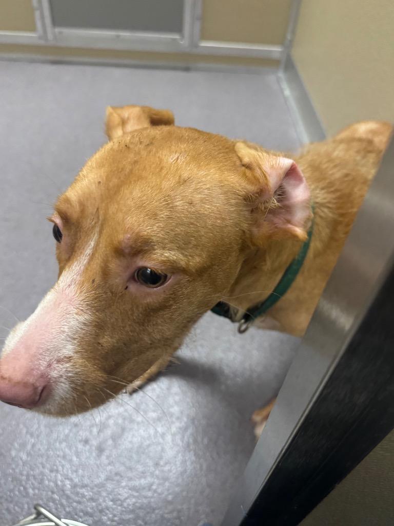 Enlarge Emerald, a Adoptable mixed breed in Benton, AR image 1/1